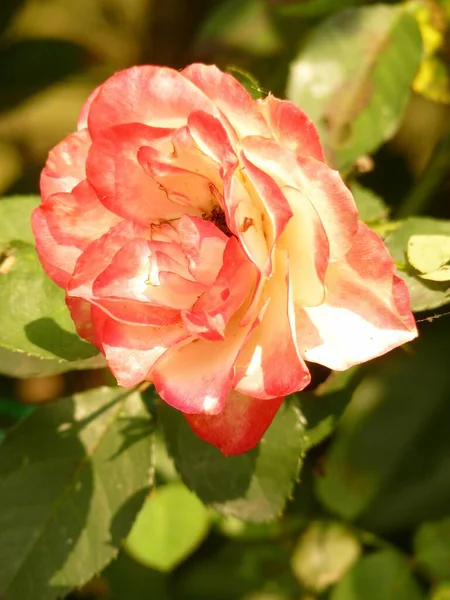 Вертикальний Крупним Планом Знімок Червоно Білої Розквітлої Садової Троянди — стокове фото