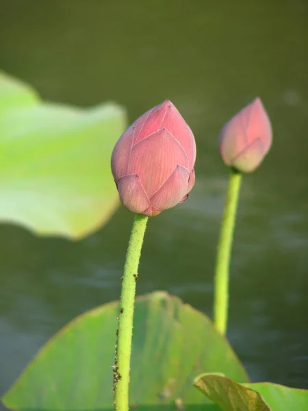 Närbild Bild Vacker Rosa Lotusblomma Knopp Damm Lugn Landsbygd — Stockfoto