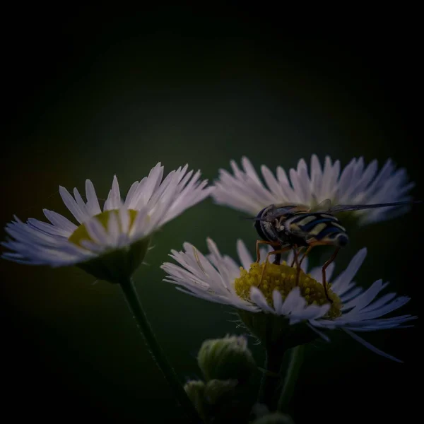 一只蜜蜂在白色雏菊上的特写镜头 — 图库照片