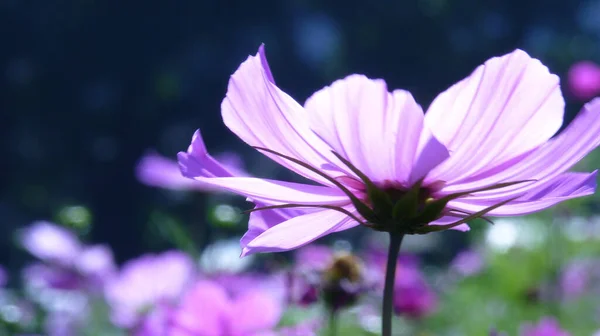 Eine Flache Fokusaufnahme Einer Lila Garten Kosmos Blume Einem Verschwommenen — Stockfoto