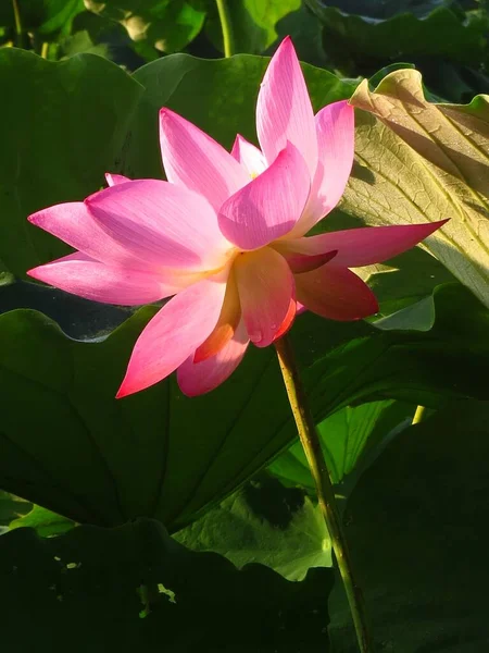 Eine Nahaufnahme Schöner Lotusblumen Einem Teich — Stockfoto