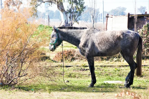 Sad Horse Looking Distance — Stock Photo, Image