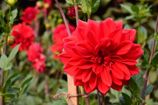 Primer Plano Una Linda Dahlia Bajo Luz Del Sol — Foto de Stock