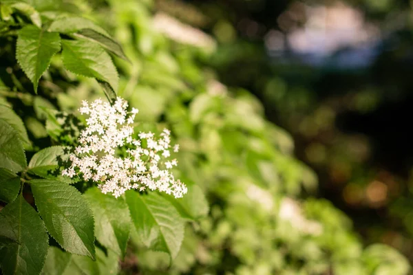 Eine Nahaufnahme Der Weißen Blumen Auf Den Ästen — Stockfoto