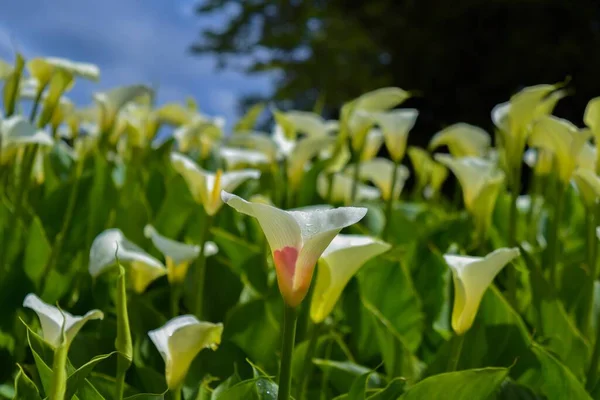 Tarladaki Kalla Çiçeklerinin Seçici Odak Noktası — Stok fotoğraf