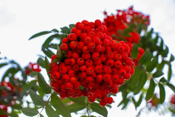 Closeup Sea Buckthorns Tree Sunlight — Stock Photo, Image