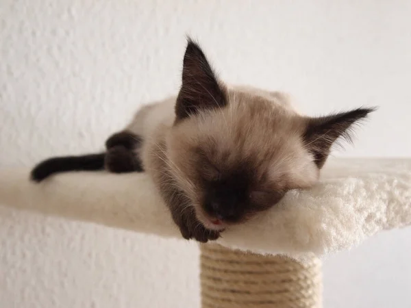 Primo Piano Adorabile Gatto Siamese Addormentato — Foto Stock