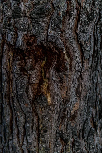 나무의 줄기에 아름다운 질감을 수직으로 감쌌다 — 스톡 사진