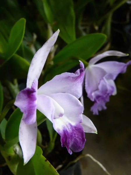 Een Verticaal Close Shot Van Paarse Witte Orchideeën — Stockfoto