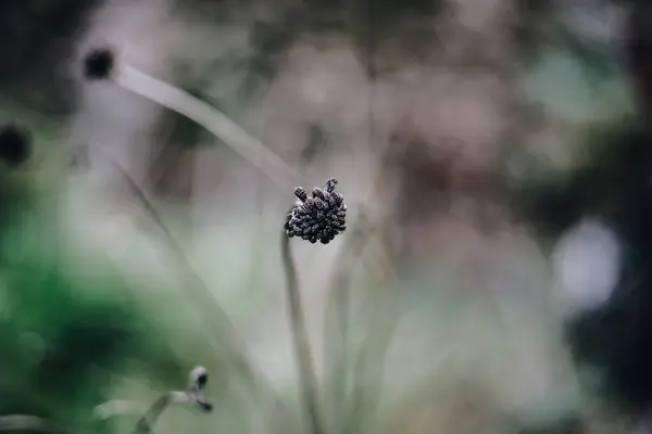 Gros Plan Une Fleur Sauvage — Photo