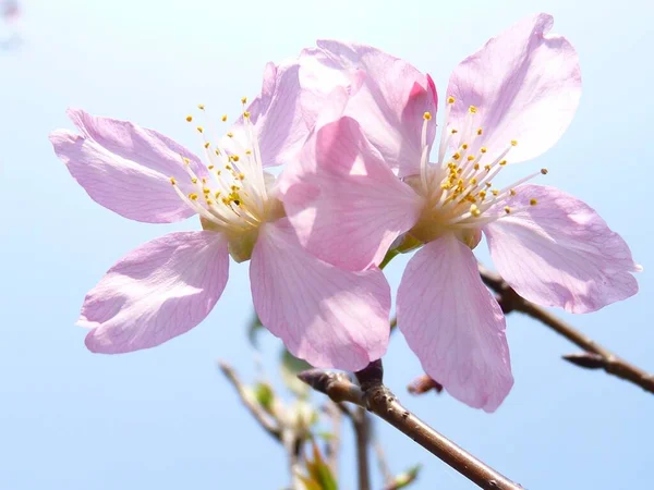 Tiro Close Belas Flores Cereja Rosa Luz Sol — Fotografia de Stock