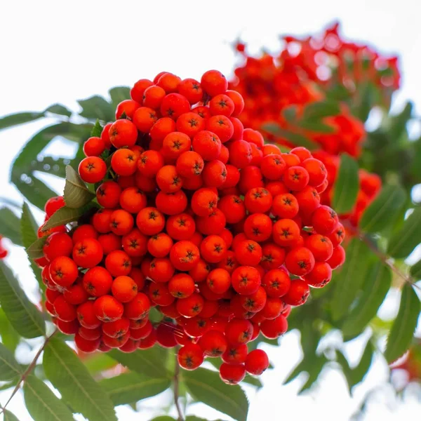 Eine Nahaufnahme Von Roten Beeren Auf Einem Strauch — Stockfoto