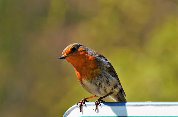 Closeup Shot European Robin Sunlight — Stock Photo, Image