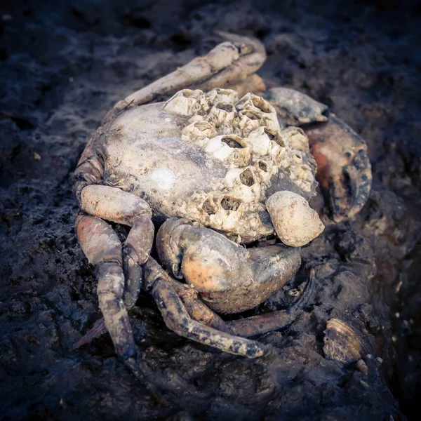 Eine Großaufnahme Einer Toten Krabbe Strand — Stockfoto