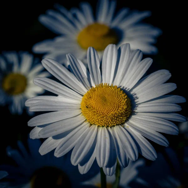 Närbild Kamomillblomma Ett Fält Upplyst Solen — Stockfoto