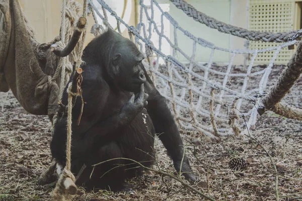 Gorille Noir Mignon Assis Sur Sol Près Hamac — Photo