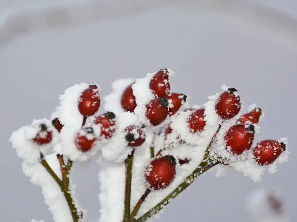 Karla Kaplı Kırmızı Böğürtlen Dallarının Yakın Çekimi — Stok fotoğraf