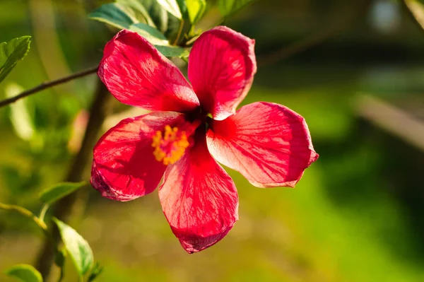 Gros Plan Hibiscus Hawaïen Dans Jardin — Photo