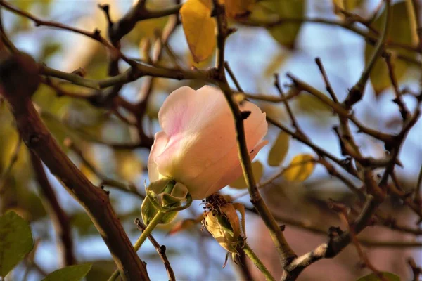 Ένα Επιλεκτικό Πλάνο Εστίασης Του Ανθισμένου Λευκού Τριαντάφυλλου Στον Κήπο — Φωτογραφία Αρχείου