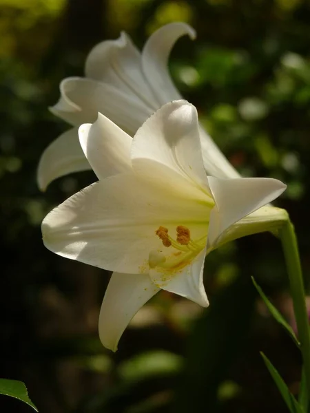 庭で成長している2つの白いユリの垂直クローズアップショット — ストック写真