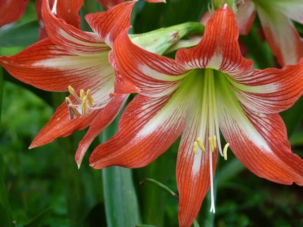 Närbild Bild Två Vackra Röda Amaryllis Blommor — Stockfoto