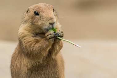 The adorable  black-tailed prairie dog eating a plant clipart