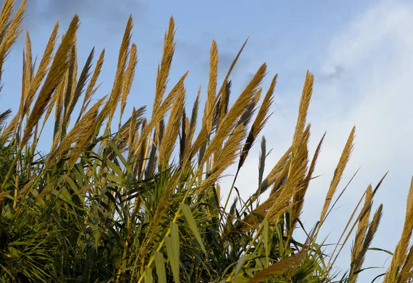 Närbild Gräset Ett Fält Blå Molnig Himmel Och Solljus — Stockfoto