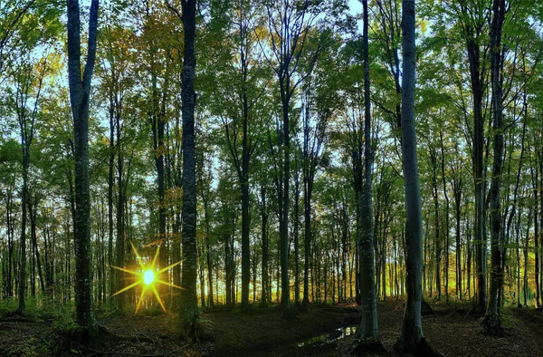 Сонячні Пейзажі Красивого Лісового Пейзажу Великою Кількістю Дерев — стокове фото