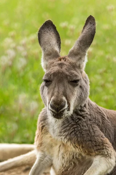 Das Pelzige Entzückende Känguru Mit Den Langen Ohren Zoo — Stockfoto