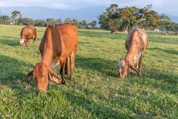 晴れた日に捕獲された草で覆われた牧草地で牛の放牧の群れ — ストック写真