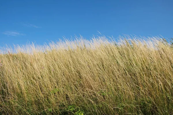 Tiro Baixo Ângulo Gramíneas Altas Sob Céu Azul Claro — Fotografia de Stock