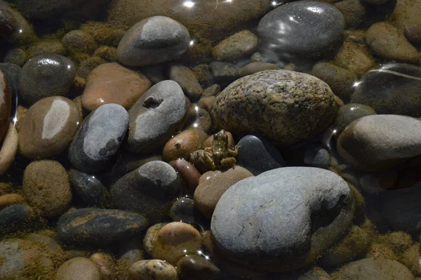 Nahaufnahme Eines Kleinen Froschs Der Sonnenlicht Auf Steinen Einem Teich — Stockfoto