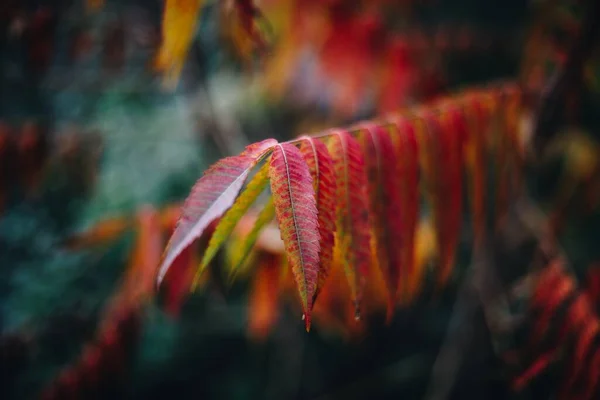 Primo Piano Foglie Autunnali Colorate Con Bokeh Morbido — Foto Stock