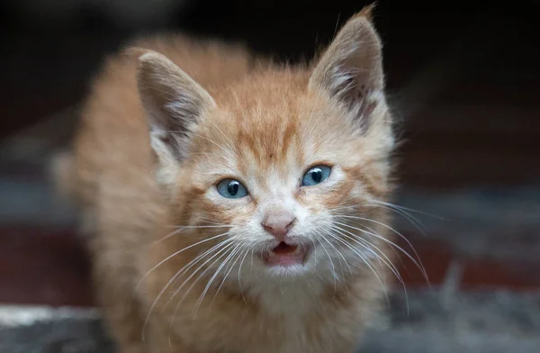 Tiro Close Gatinho Marrom Chão — Fotografia de Stock