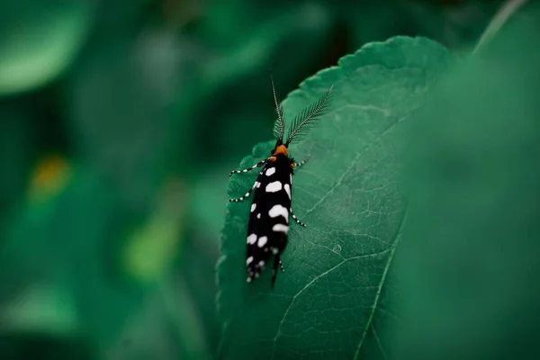 Closeup Shot Moth Green Leaf Plant — Stock Photo, Image