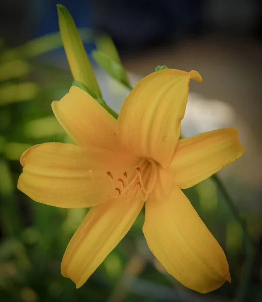 Eine Vertikale Aufnahme Einer Gelben Lilienblüte Einem Garten Auf Verschwommenem — Stockfoto