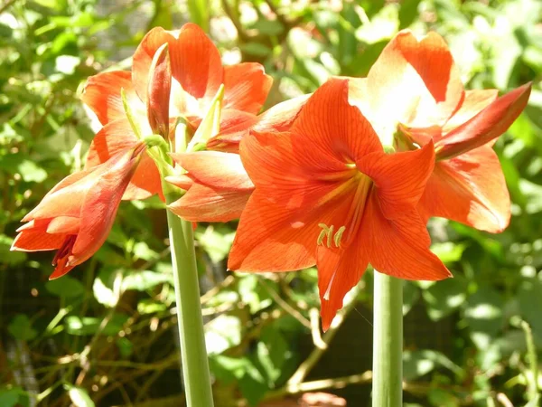 Closeup Shot Beautiful Amaryllis Flowers Blurred Background — Stock Photo, Image