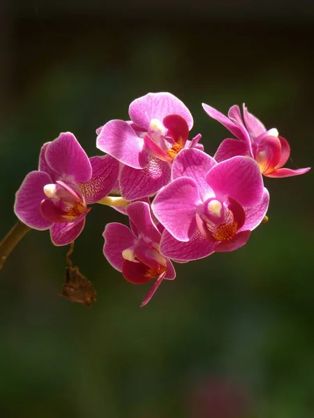 Tiro Foco Seletivo Vertical Ramo Belas Orquídeas Rosa — Fotografia de Stock