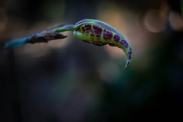 Een Macro Shot Van Biologisch Geteelde Orchidee Knop Het Punt — Stockfoto