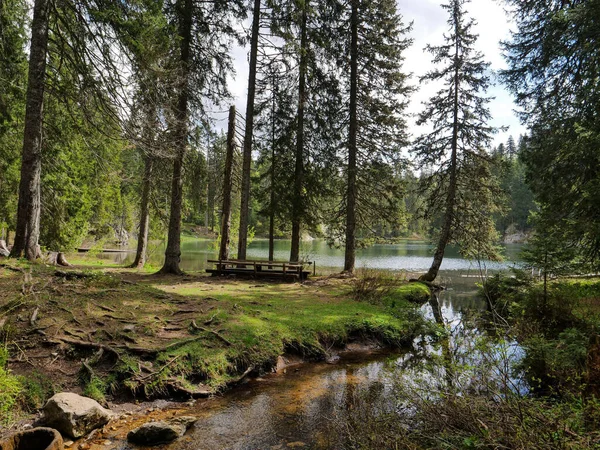 Piękny Leśny Krajobraz Parku Narodowym Durmitor Czarnogóra — Zdjęcie stockowe