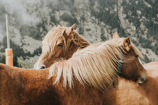 Vacker Bild Bruna Och Vita Islandshästar Suddig Bakgrund Ett Berg — Stockfoto