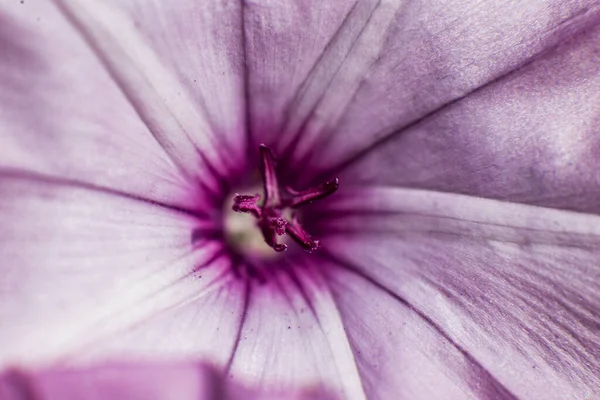 Pembe Bir Çiçeğin Yakın Plan Fotoğrafı Keklik Taç Yaprakları — Stok fotoğraf