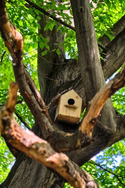 Ένα Κάθετο Πλάνο Από Ξύλινο Σπιτάκι Πουλιών Στο Δέντρο — Φωτογραφία Αρχείου
