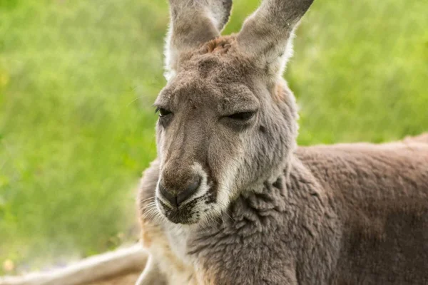 Adorabile Canguro Peloso Con Lunghe Orecchie Nello Zoo — Foto Stock