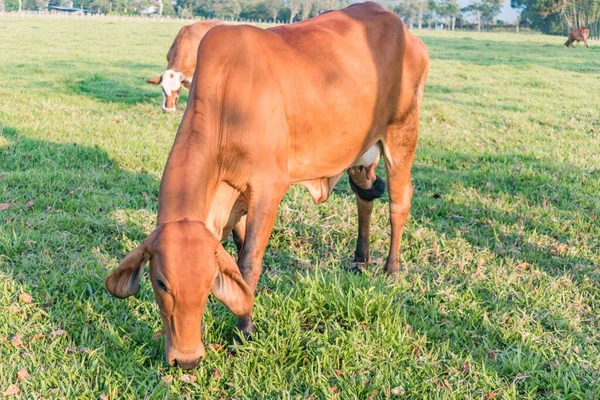 Young Red Sindhi Grazing Field Sunlight Blurry Background — Stock Photo, Image