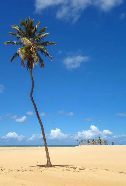 Eine Hohe Kokospalme Auf Einer Insel Und Das Ruhige Meer — Stockfoto