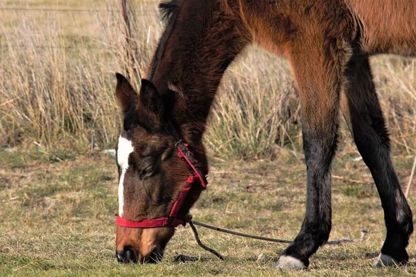 Närbild Häst Som Äter Gräs Fältet — Stockfoto