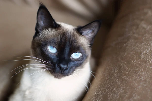 Primer Plano Adorable Gato Siamés Con Ojos Azules — Foto de Stock