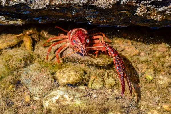 Closeup Shot Freshwater Crab Rocks Underwater — Stock Photo, Image