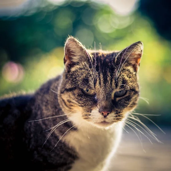 Leriye Bakan Bir Kedi Yüzünün Yakın Plan Çekimi Arka Plan — Stok fotoğraf